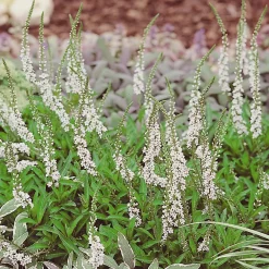 Planta Bäcklysing Omnia Garden Autumn Snow