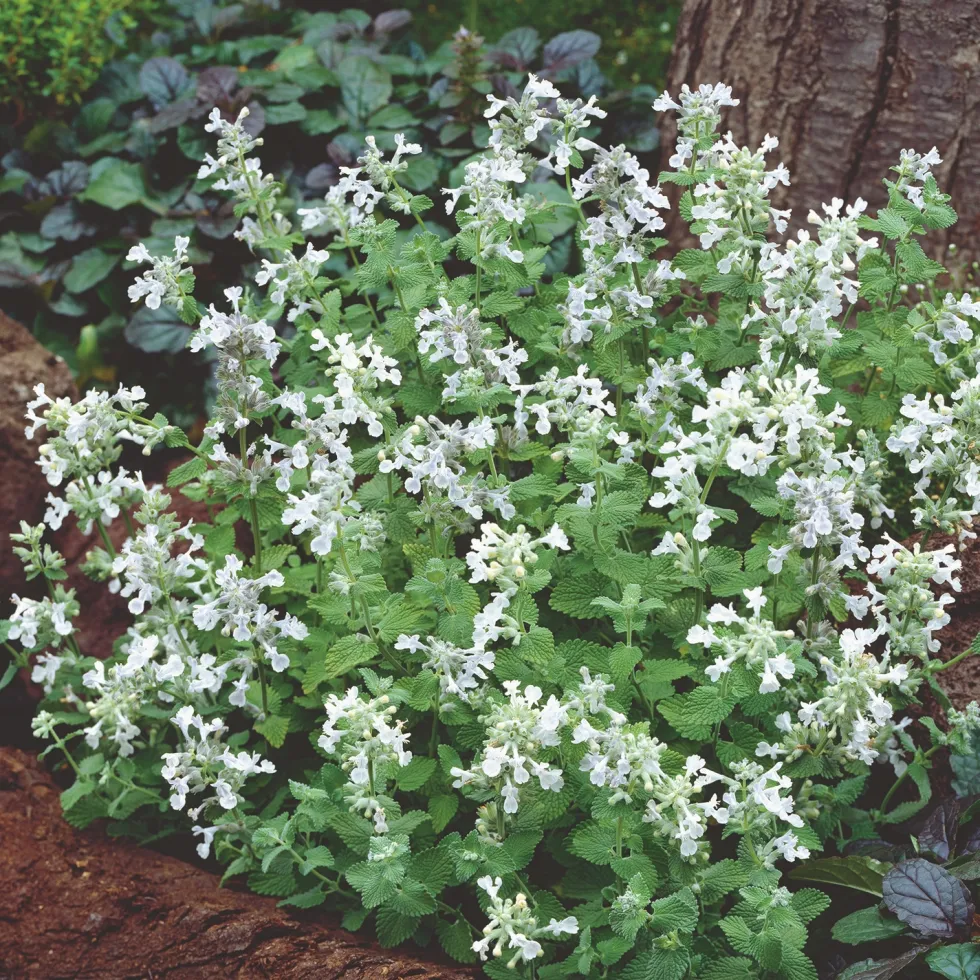 Planta Bergnepeta Omnia Garden Snowflake
