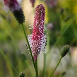 Planta Blodtopp Omnia Garden Pink Tanna