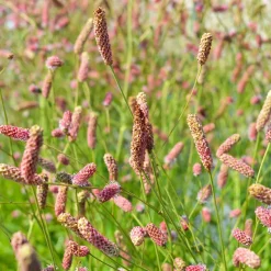 Planta Blodtopp Omnia Garden Pink Tanna