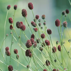 Planta Blodtopp Omnia Garden Tanna