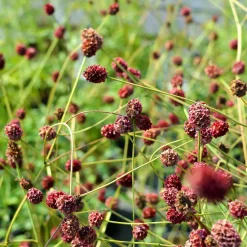 Planta Blodtopp Omnia Garden Tanna