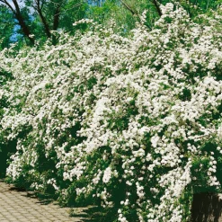 Planta Bukettspirea Omnia Garden 30-50cm Krukodlade