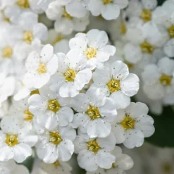 Planta Bukettspirea Omnia Garden 30-50cm Krukodlade