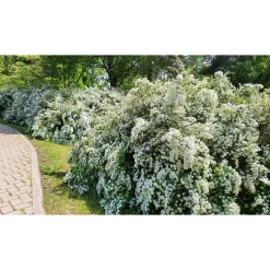 Planta Bukettspirea Omnia Garden 30-50cm Krukodlade