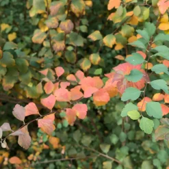 Planta Bukettspirea Omnia Garden 30-50cm Krukodlade