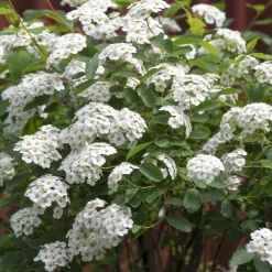 Planta Bukettspirea Omnia Garden 30-50cm Krukodlade
