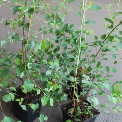 Planta Bukettspirea Omnia Garden 30-50cm Krukodlade