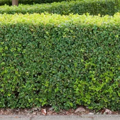 Planta Buxbom Omnia Garden (Buxus Sempervirens) 15-20 cm