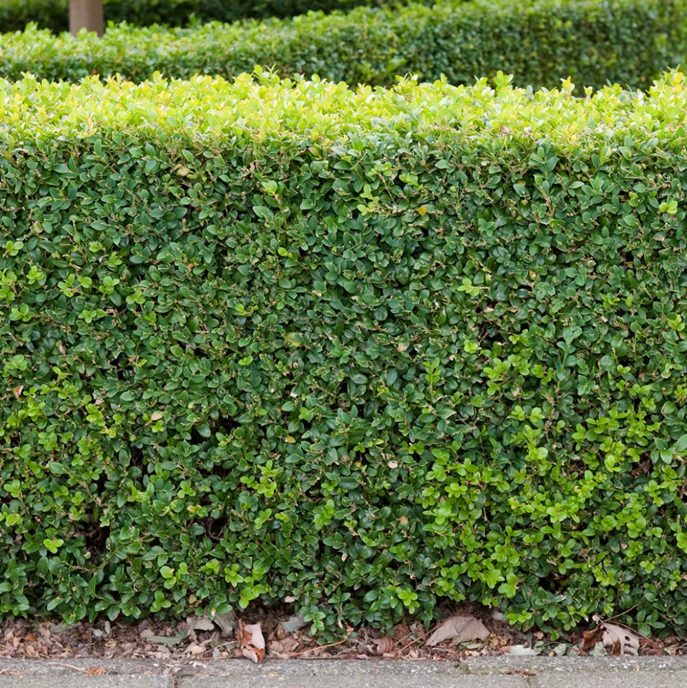 Planta Buxbom Omnia Garden (Buxus Sempervirens) 15-20 cm