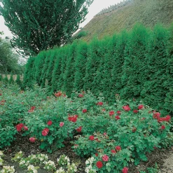 Planta Ädeltuja Omnia Garden Smaragd 80-100 cm