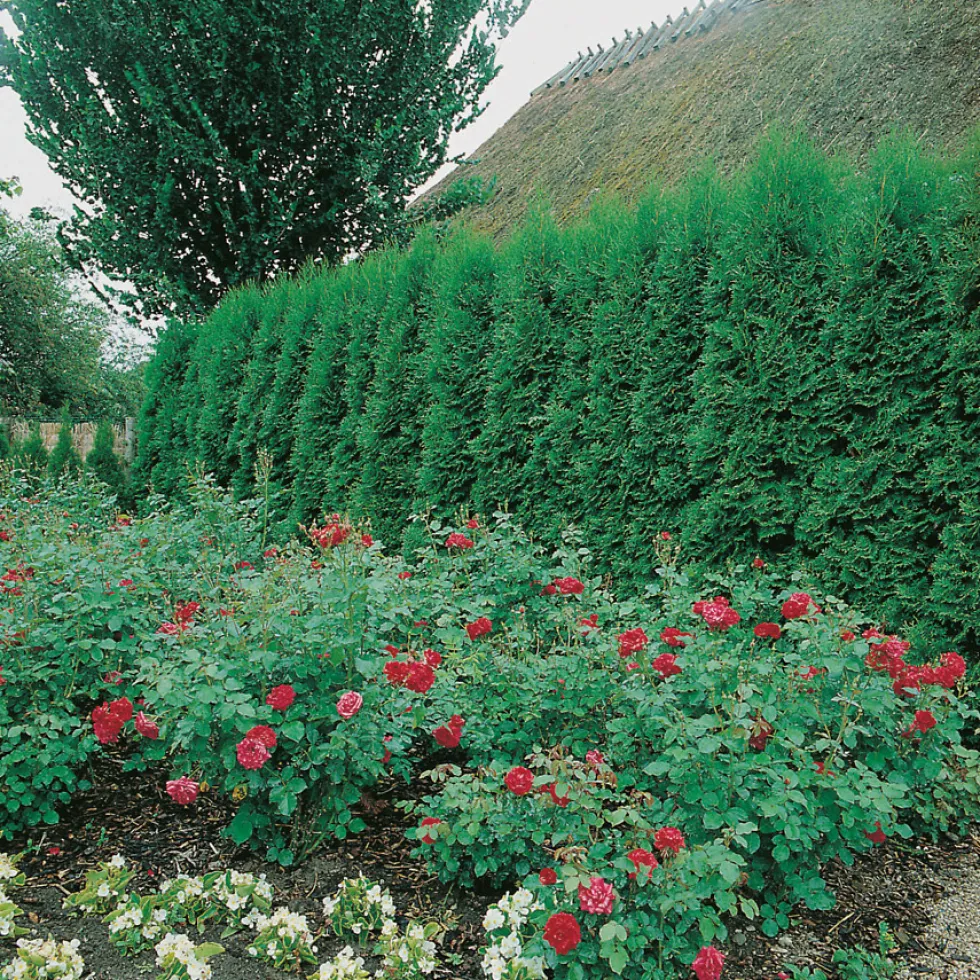 Planta Ädeltuja Omnia Garden Smaragd 80-100 cm