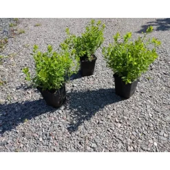 Planta Dvärgpraktspirea Omnia Garden 10-20cm, Krukodlade