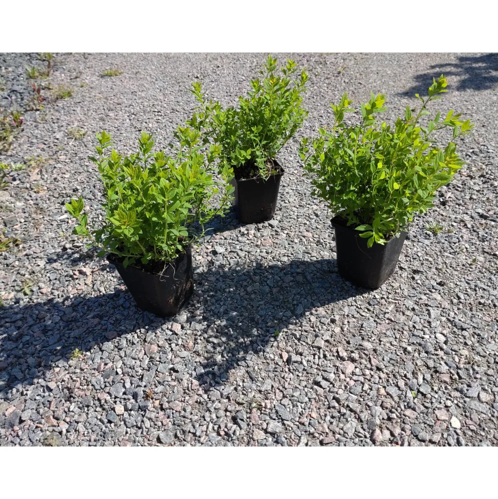 Planta Dvärgpraktspirea Omnia Garden 10-20cm, Krukodlade