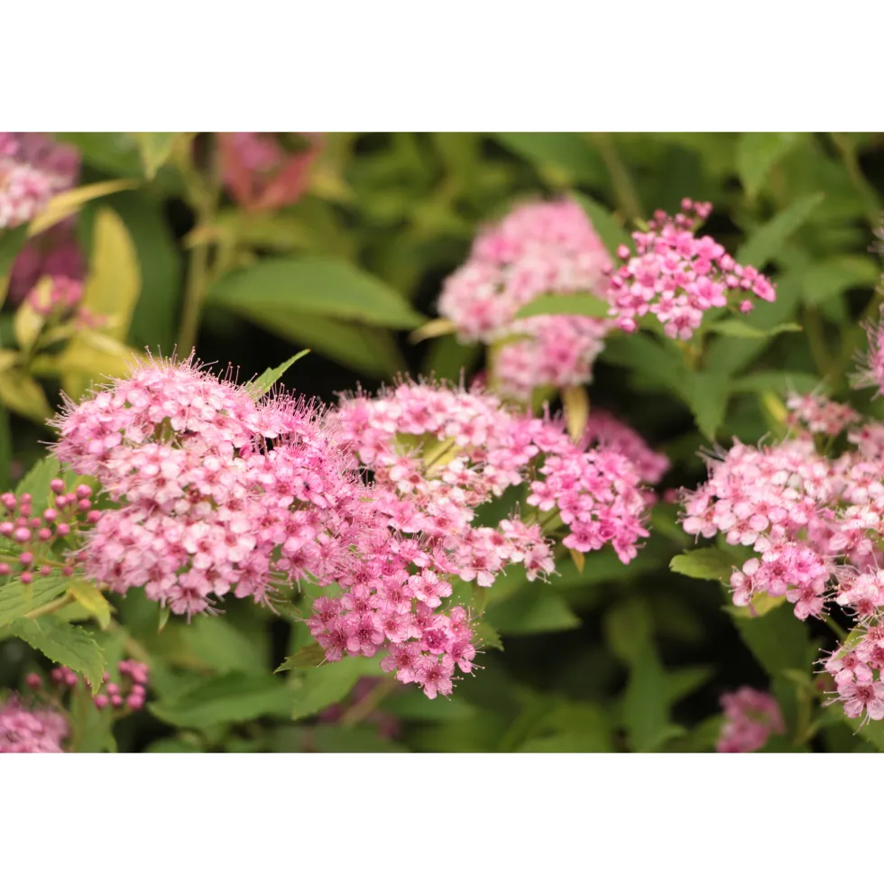 Planta Dvärgpraktspirea Omnia Garden 10-20cm, Krukodlade