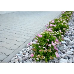 Planta Dvärgpraktspirea Omnia Garden 10-20cm, Krukodlade