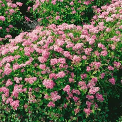 Planta Dvärgpraktspirea Omnia Garden 10-20cm, Krukodlade