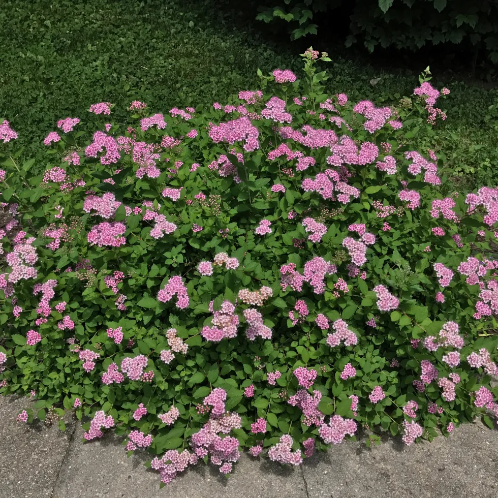 Planta Dvärgpraktspirea Omnia Garden 10-20cm, Krukodlade