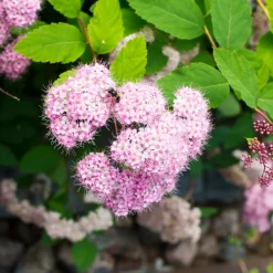 Planta Dvärgpraktspirea Omnia Garden 10-20cm, Krukodlade