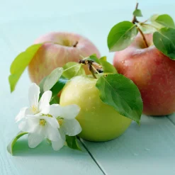 Planta Fruktträd Omnia Garden Familjeträd Äpple inkl Uppbindningskit