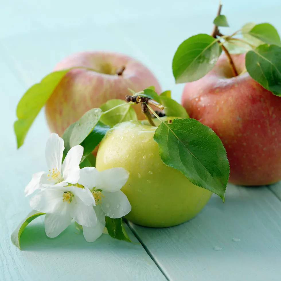 Planta Fruktträd Omnia Garden Familjeträd Äpple inkl Uppbindningskit