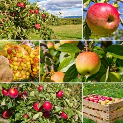 Planta Fruktträd Omnia Garden Familjeträd Äpple inkl Uppbindningskit