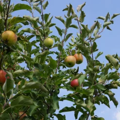 Planta Fruktträd Omnia Garden Familjeträd Äpple inkl Uppbindningskit