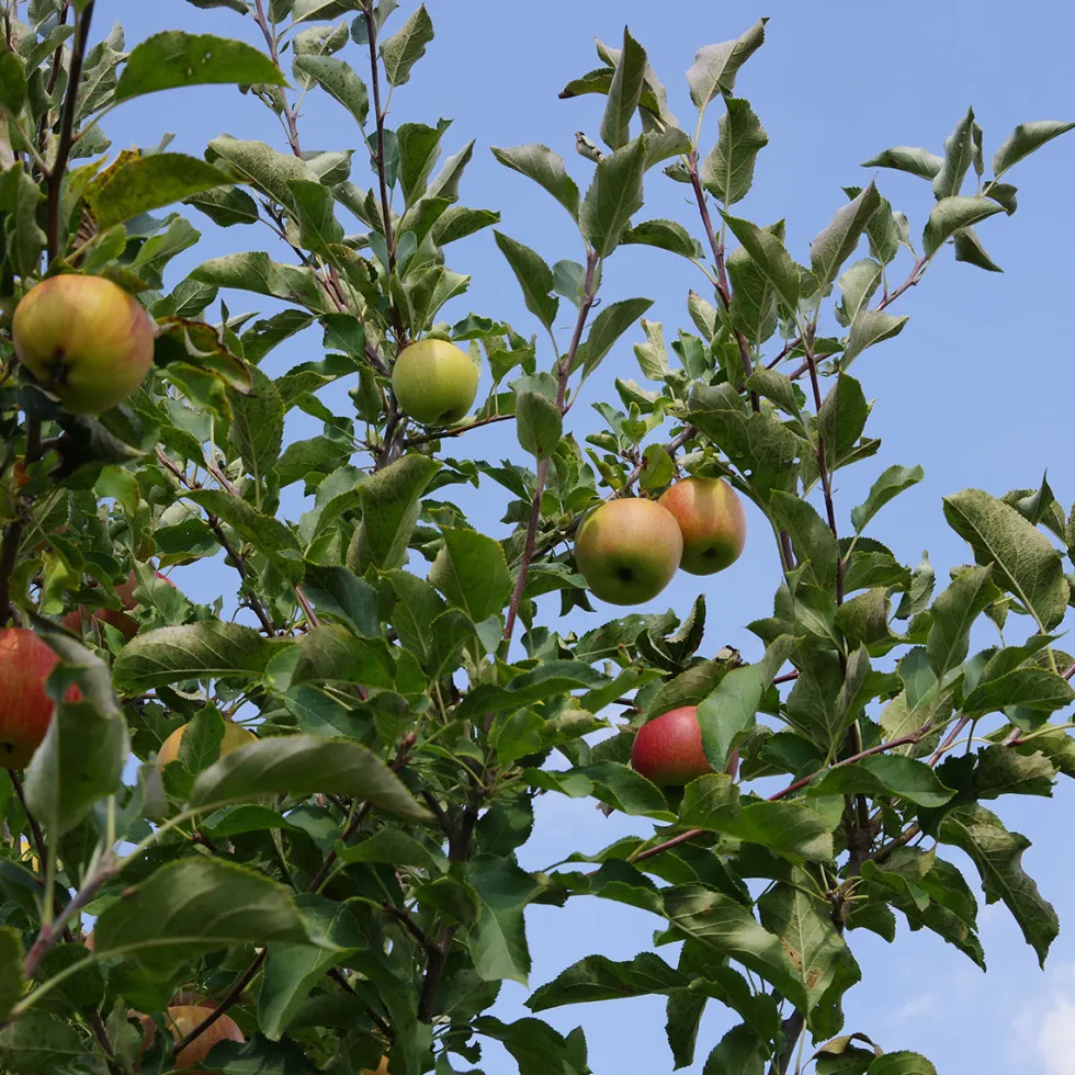 Planta Fruktträd Omnia Garden Familjeträd Äpple inkl Uppbindningskit