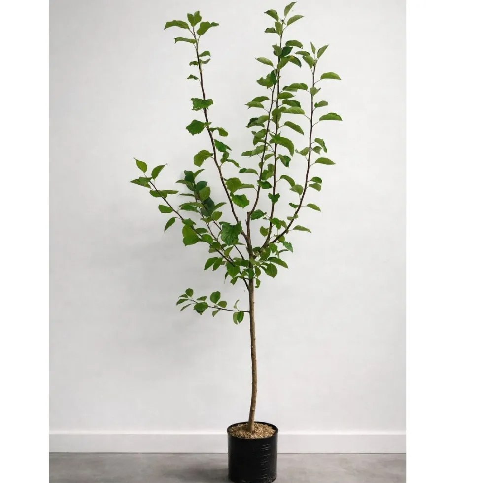 Planta Fruktträd Omnia Garden Familjeträd Äpple inkl Uppbindningskit
