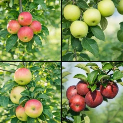 Planta Fruktträd Omnia Garden Familjeträd Äpple inkl Uppbindningskit