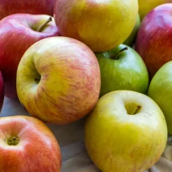 Planta Fruktträd Omnia Garden Familjeträd Äpple inkl Uppbindningskit