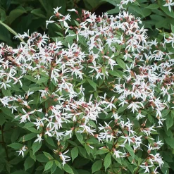 Planta Gillenia Omnia Garden Trebladspira