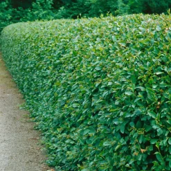 Planta Häckoxbär Omnia Garden Krukodlade