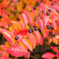 Planta Häckoxbär Omnia Garden Krukodlade
