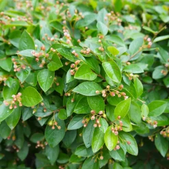Planta Häckoxbär Omnia Garden Krukodlade