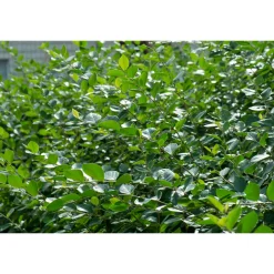 Planta Häckoxbär Omnia Garden Krukodlade