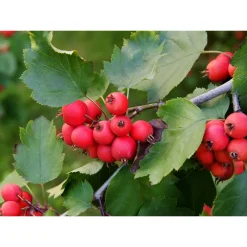 Planta Häckoxel Omnia Garden Bälinge 20-40 cm