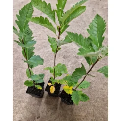 Planta Häckoxel Omnia Garden Bälinge 20-40 cm