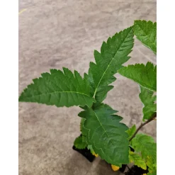 Planta Häckoxel Omnia Garden Bälinge 20-40 cm