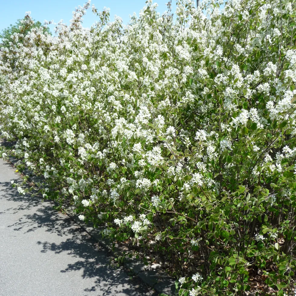 Planta Häggmispel Omnia Garden 20-40cm Krukodlade