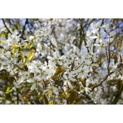 Planta Häggmispel Omnia Garden 20-40cm Krukodlade