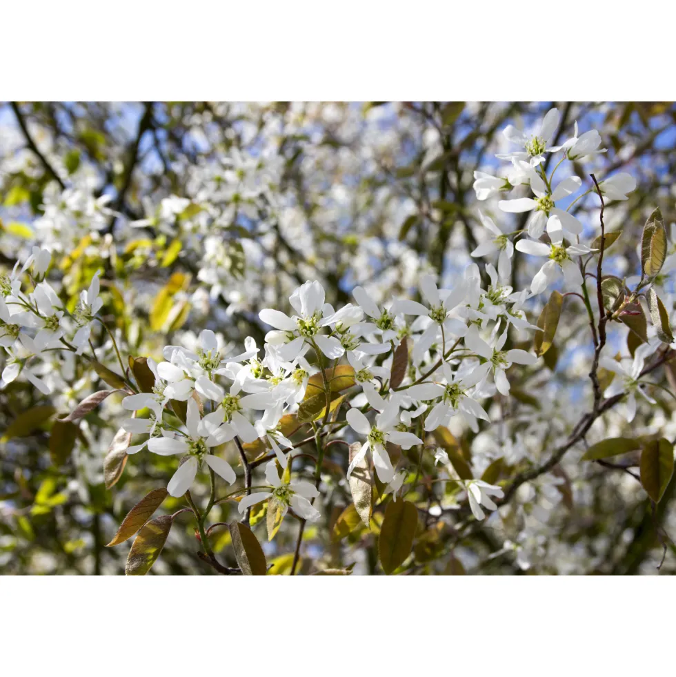 Planta Häggmispel Omnia Garden 20-40cm Krukodlade
