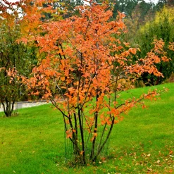 Planta Häggmispel Omnia Garden 20-40cm Krukodlade
