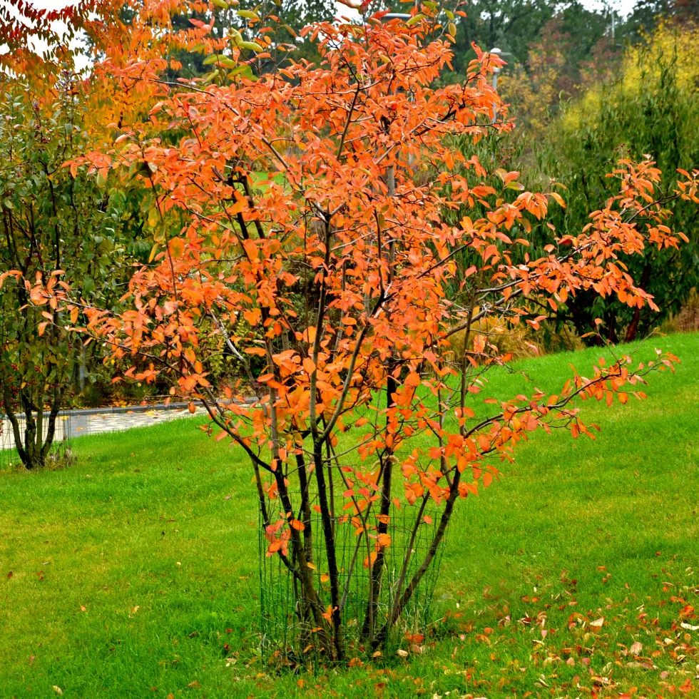 Planta Häggmispel Omnia Garden 20-40cm Krukodlade