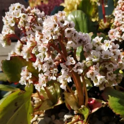 Planta Hjärtbergenia Omnia Garden Bessingham White
