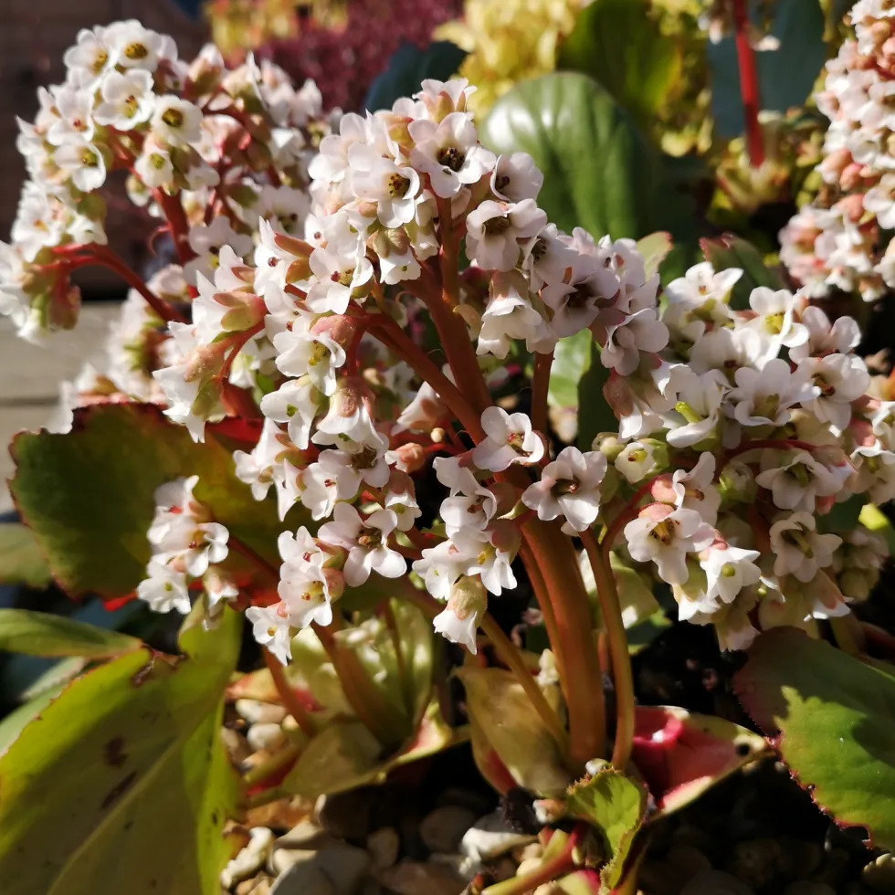 Planta Hjärtbergenia Omnia Garden Bessingham White