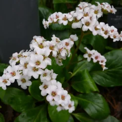 Planta Hjärtbergenia Omnia Garden Bessingham White