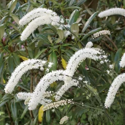 Planta Höstsilverax Omnia Garden Brunette