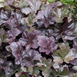 Planta Omnia Garden Alunrot Obsidian