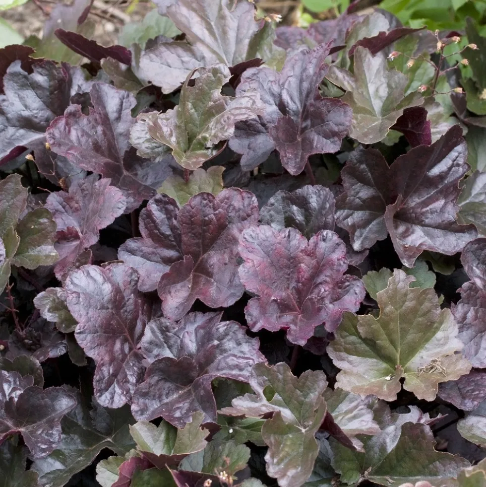 Planta Omnia Garden Alunrot Obsidian